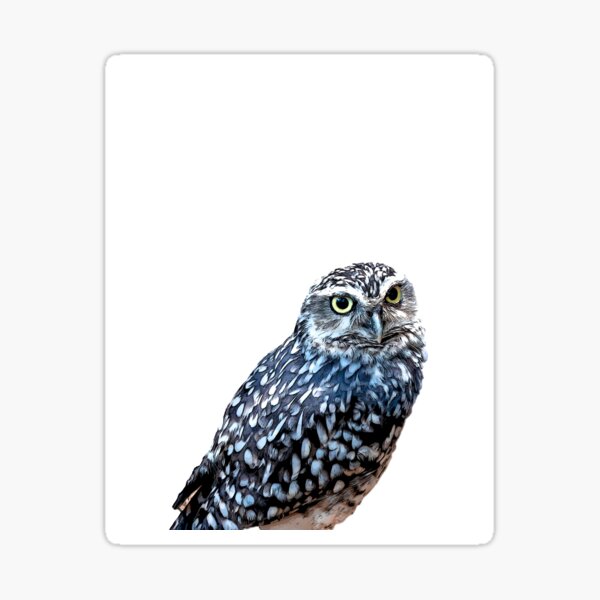 Ein Auge Eule Geschenke Merchandise Redbubble