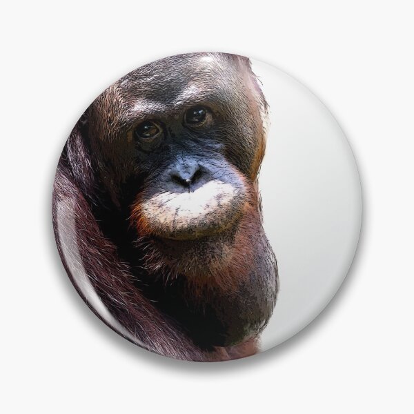 Item preview, Bornean orangutan closeup shot on face and big eyes in a zoo designed and sold by Artsy Boulevard.