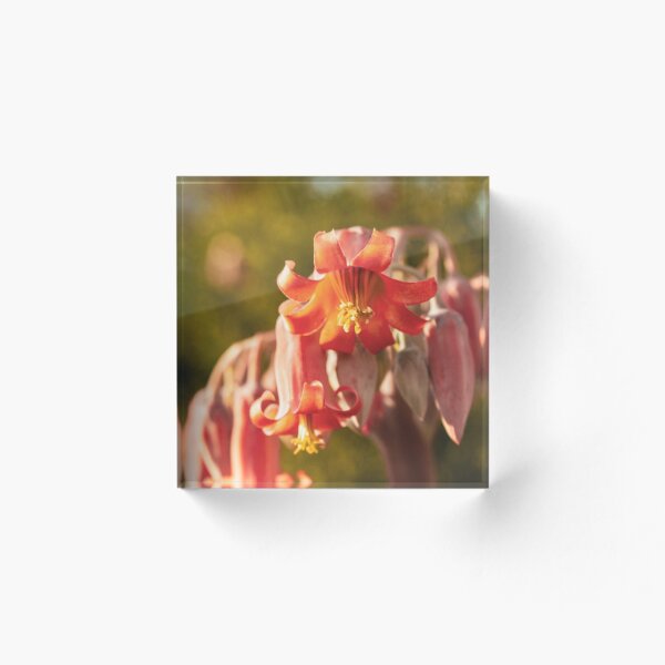 Item preview, Cotyledon Flower designed and sold by Chris Van Niekerk.