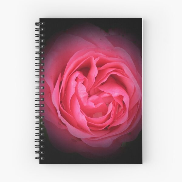 Item preview, Pink rose with black vignette  designed and sold by CMSWorldColour.