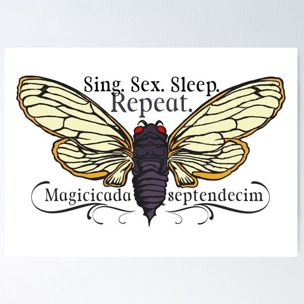 Item preview, Sing Sex Sleep Repeat - Cicada Life Cycle - Specimen designed and sold by The White Bat.