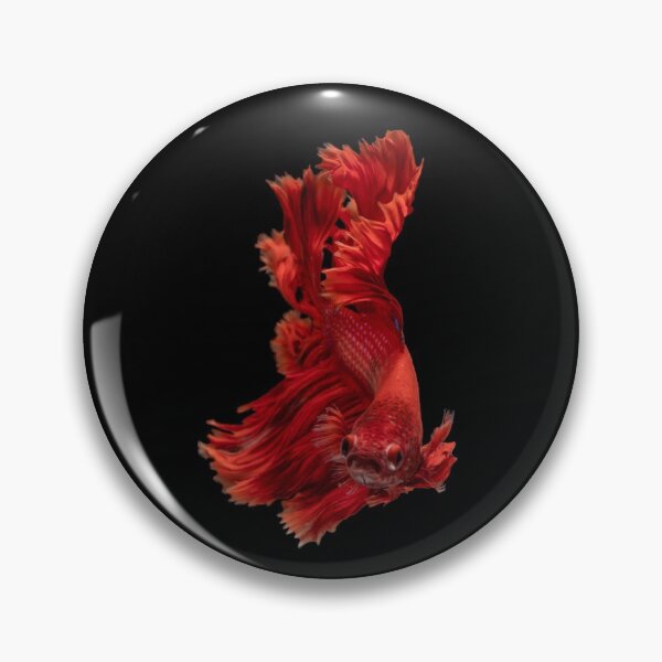 Item preview,  Siamese fighting fish red - betta splendens  designed and sold by kawrdesigns.
