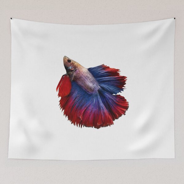 Item preview, Siamese fighting fish red blue- betta splendens  designed and sold by kawrdesigns.