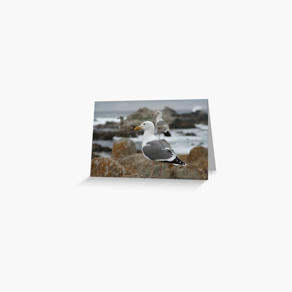 Three seagulls at bird rock Greeting Card