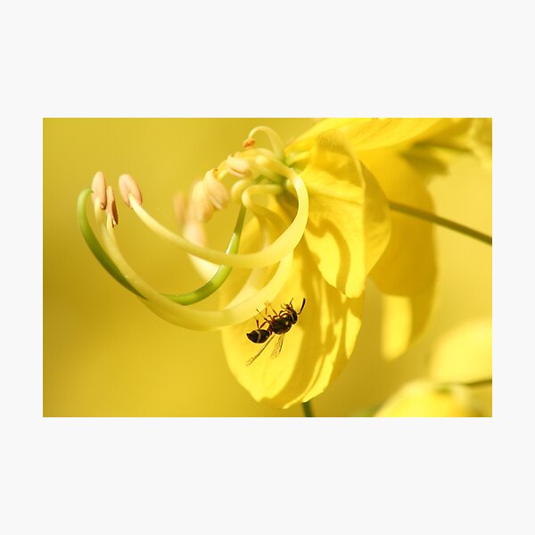 wasp on flower Photographic Print