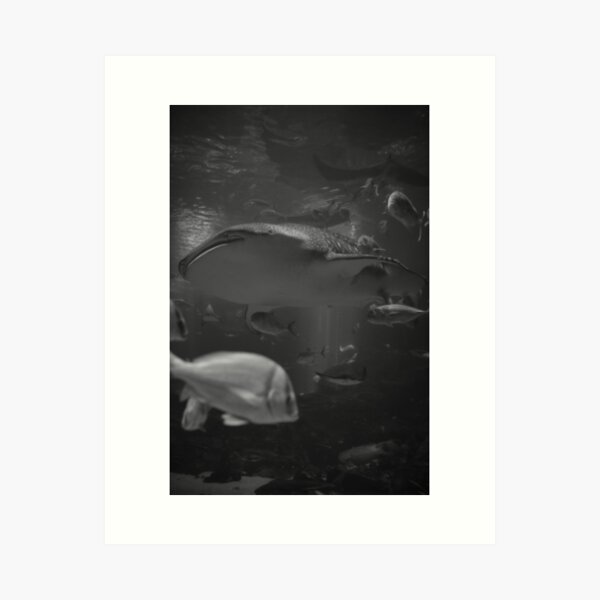 Item preview, Through a Sea of Fish I See A Whale Shark designed and sold by AmberCamera.