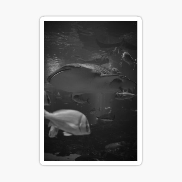 Artikel-Vorschau von Durch ein Fischmeer sehe ich einen Walhai, designt und verkauft von AmberCamera.