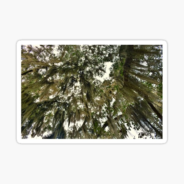 Item preview, Raining Moss designed and sold by LisaWootenPhoto.