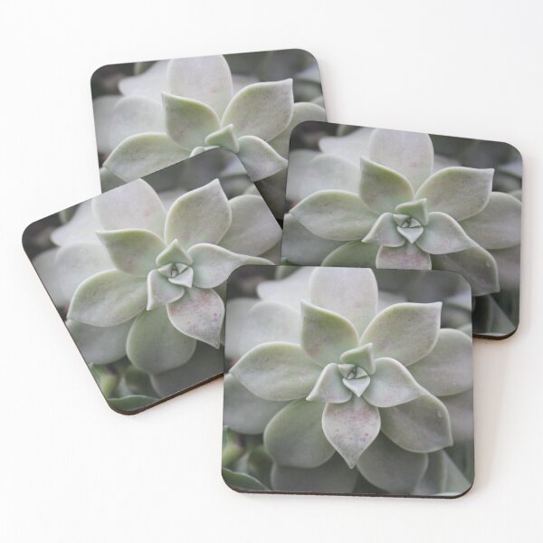 Item preview, Echeveria elegans designed and sold by GingeSwagTia.