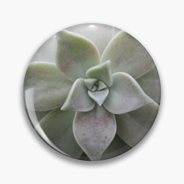 Item preview, Echeveria elegans designed and sold by GingeSwagTia.