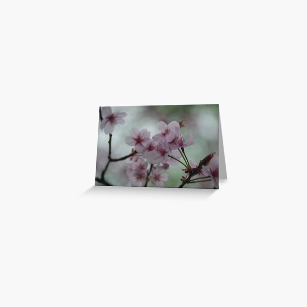 Sakura tree Greeting Card