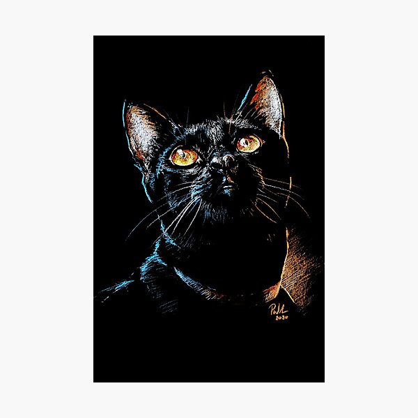 Black cat with blue eyes 2024 for sale