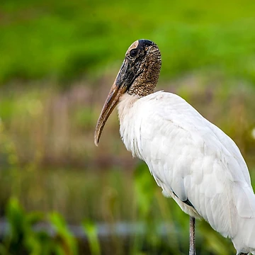 Artwork thumbnail, stork by RoryTrudeau