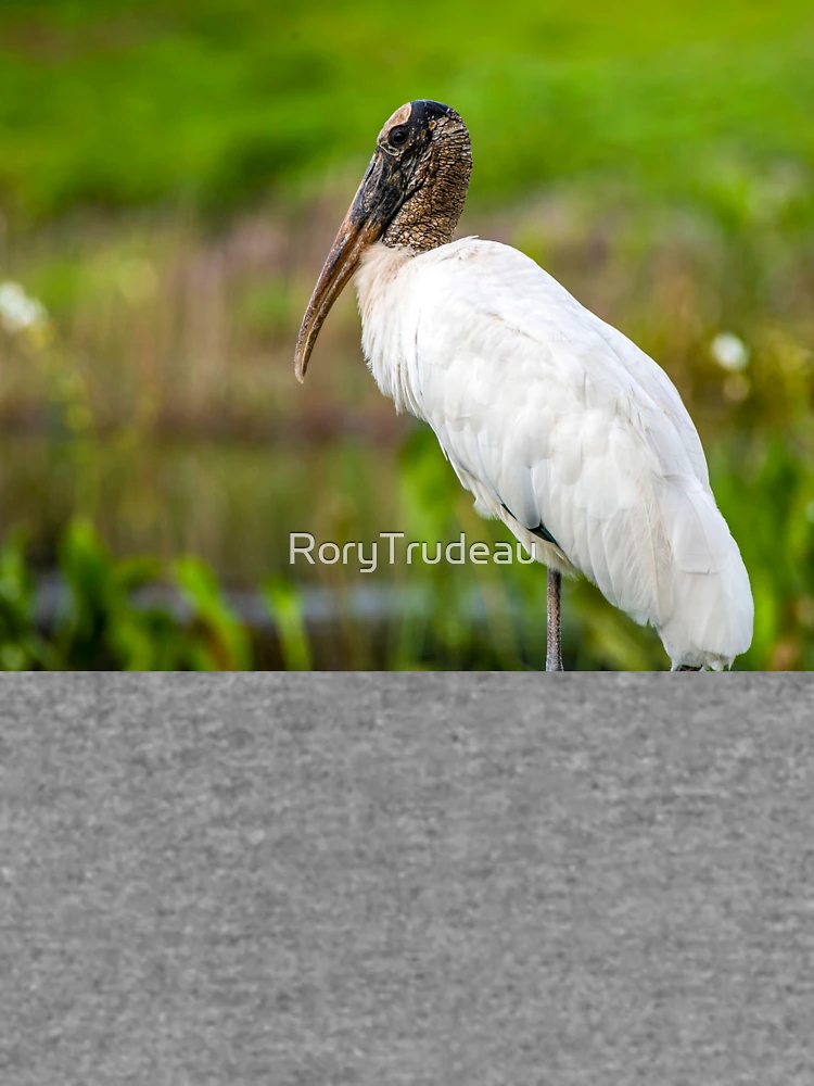 Thumbnail 6 of 6, Lightweight Sweatshirt, stork designed and sold by RoryTrudeau.