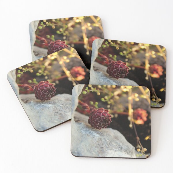 Item preview, Purple Sempervivum in focus on the stone designed and sold by Mahirov Shop.
