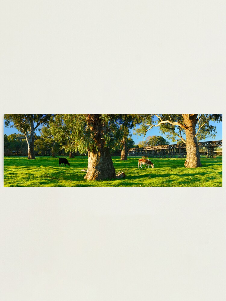 Thumbnail 1 of 3, Photographic Print, Gundagai Trestle Bridge, New South Wales, Australia designed and sold by Chockstone.