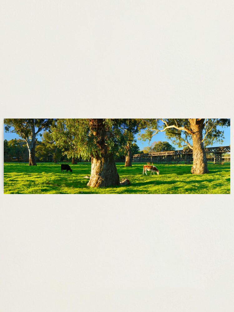 Thumbnail 1 of 3, Photographic Print, Gundagai Trestle Bridge, New South Wales, Australia designed and sold by Chockstone.