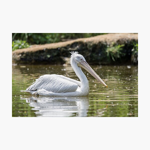 Pelican on a lake Photographic Print