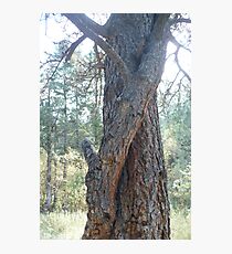 Hugging Tree Photographic Print