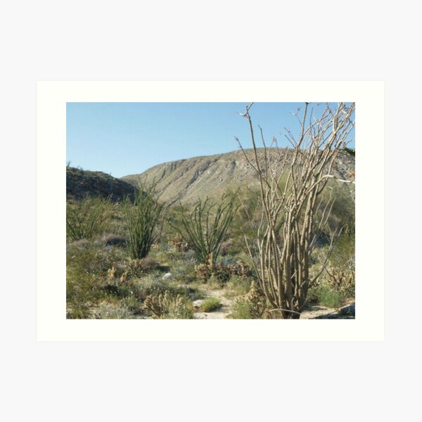 Spring Wildflowers in Anza Borrego State Park Art Print