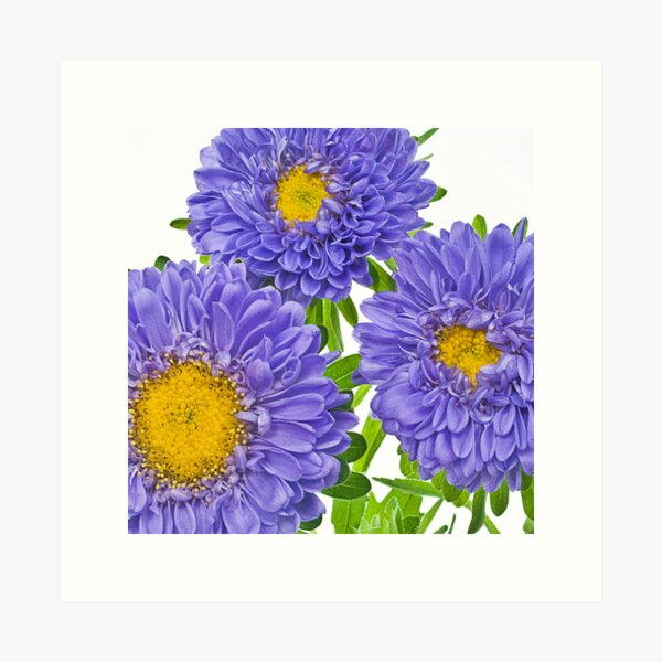 Untitled Art Print