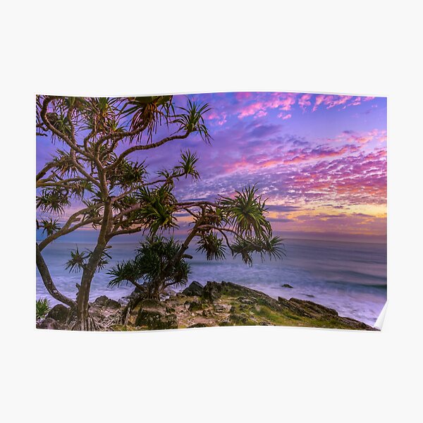 Sunrise and Pandanus Palms Poster