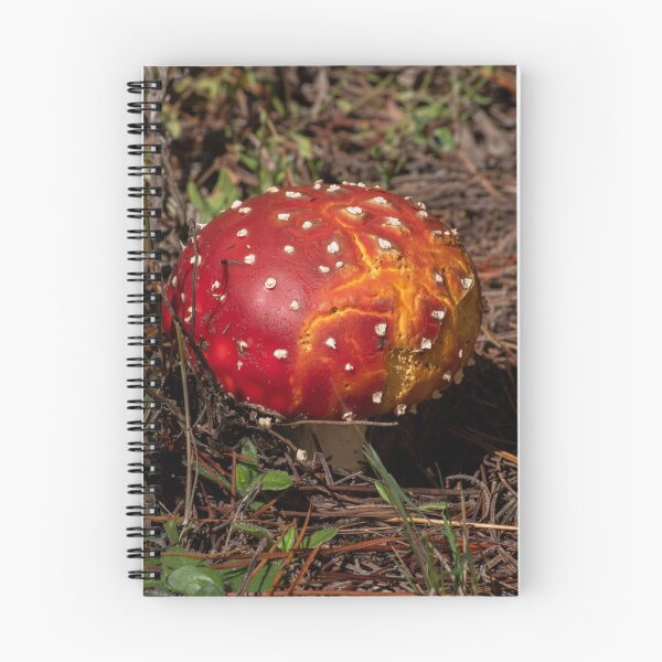 Item preview, ,Fly Agaric (Amanita muscaria) mushroom designed and sold by Willscape.