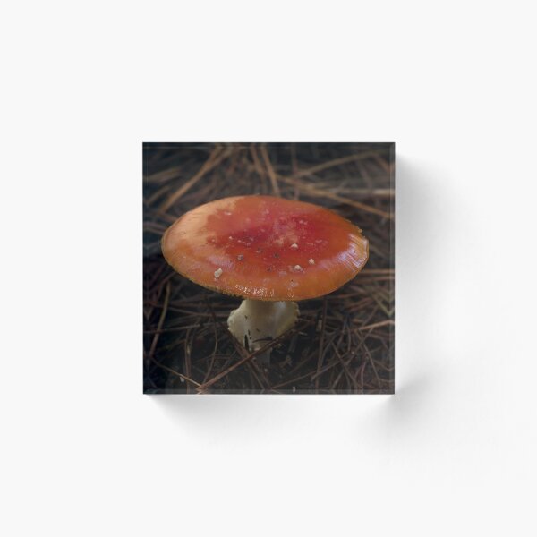 Aperçu de l'œuvre Champignon Fly Agaric (Amanita muscaria) créée et vendue par Willscape.