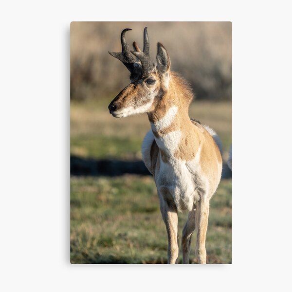 Aperçu de l'œuvre Pronghorn dans l'avion créée et vendue par Barry Buchholtz.