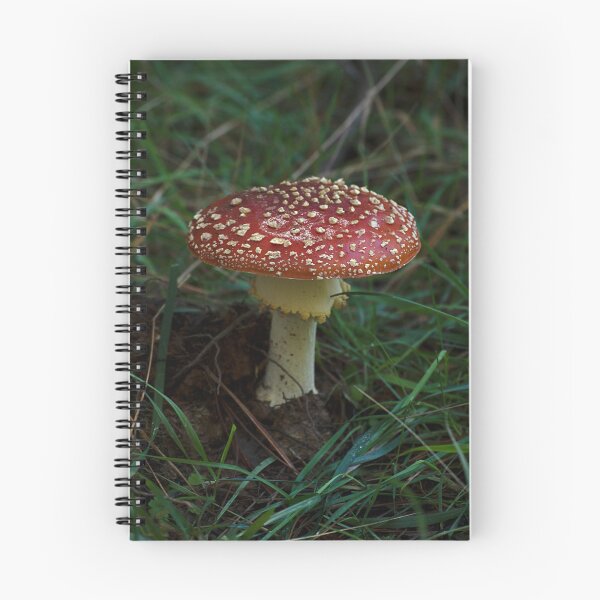 Item preview, Fly Agaric (Amanita muscaria) mushroom designed and sold by Willscape.