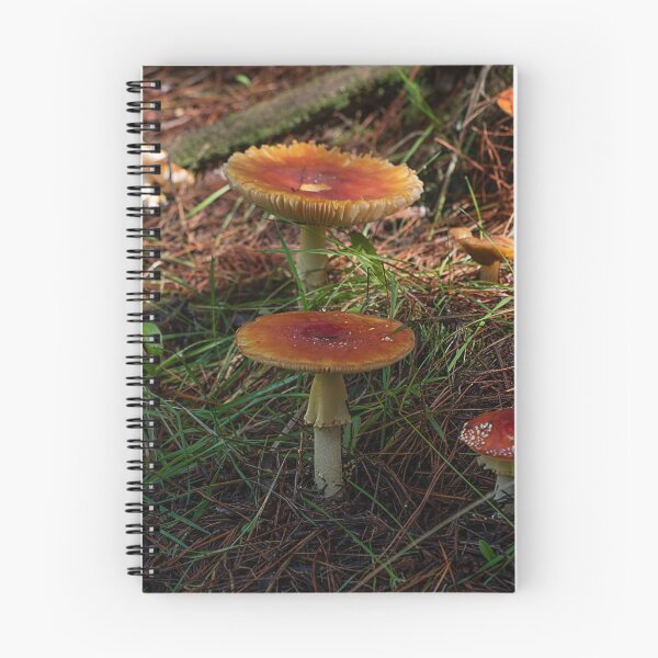 Item preview, Fly Agaric (Amanita muscaria) mushroom designed and sold by Willscape.