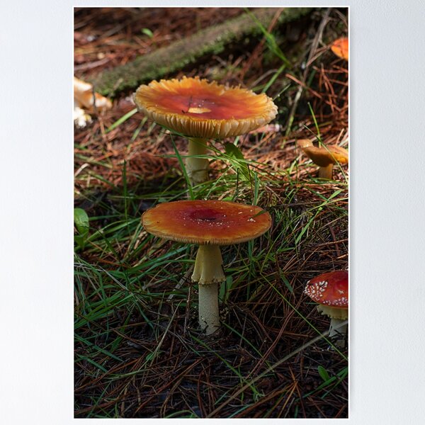 Item preview, Fly Agaric (Amanita muscaria) mushroom designed and sold by Willscape.