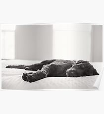 Labradoodle on the bed Poster