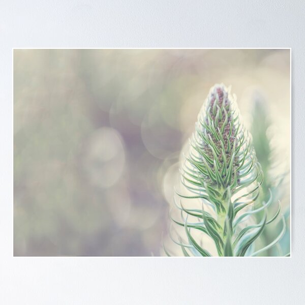Item preview, Pride of Madeira designed and sold by Alana Stewart Photography.