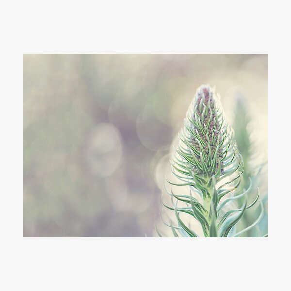 Artikelvorschau, Pride of Madeira entworfen und verkauft von Alana Stewart Photography.