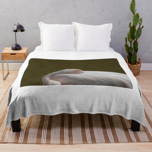 Item preview, Greater flamingo designed and sold by pietrofoto.
