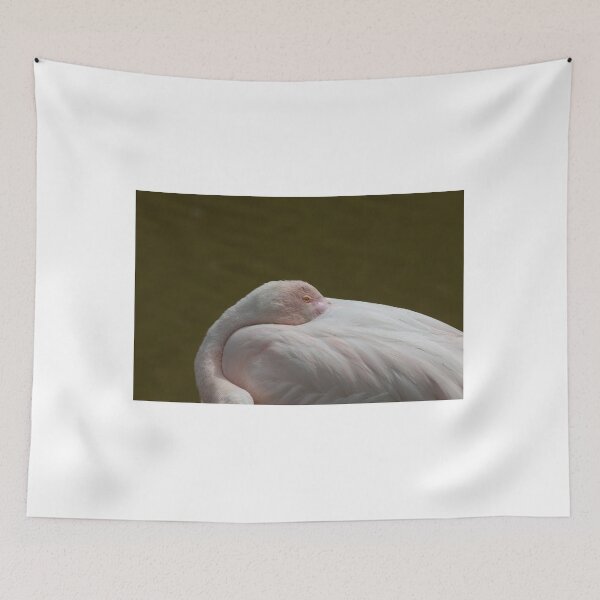 Item preview, Greater flamingo designed and sold by pietrofoto.