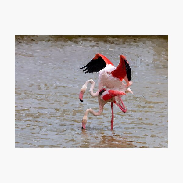 Coupling of greater flamingo Photographic Print