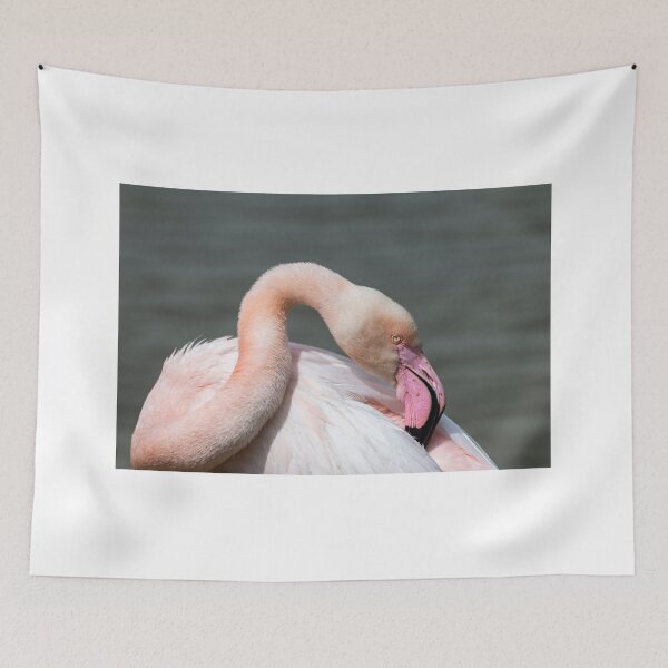 Item preview, Portrait of a greater flamingo designed and sold by pietrofoto.