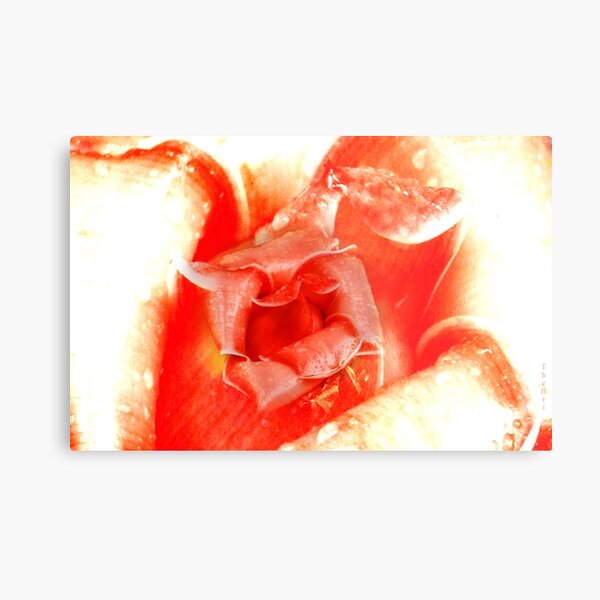 ... For You Are The Wildest Rose Of The Highest Magnitude ... Metal Print