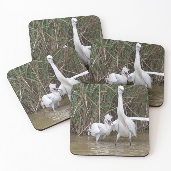 Item preview, Little egret with the chick designed and sold by pietrofoto.