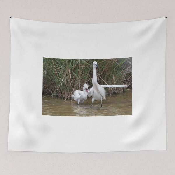 Item preview, Little egret with the chick designed and sold by pietrofoto.