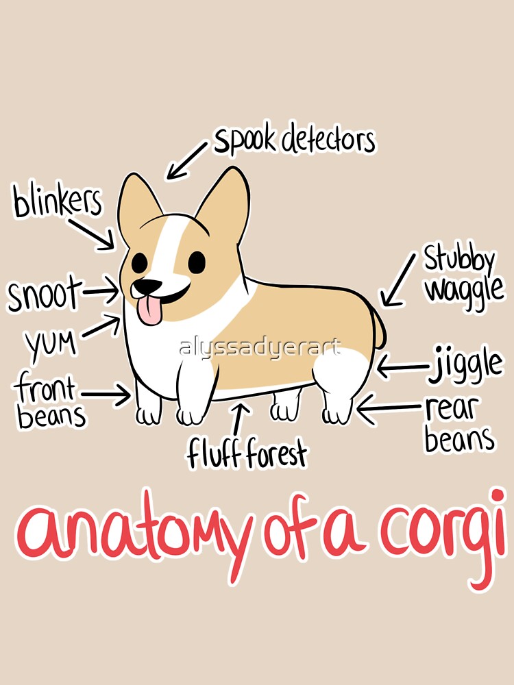 Anatomy of a Corgi by alyssadyerart