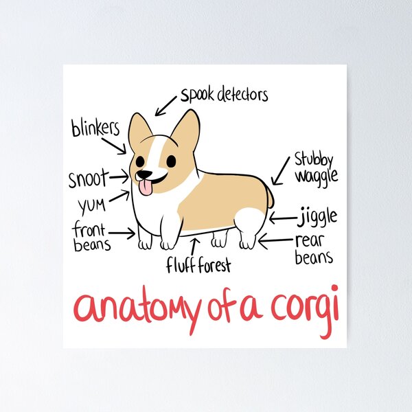 Artikel-Vorschau von Anatomie eines Corgi, designt und verkauft von alyssadyerart.