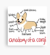 Anatomy of a Corgi Canvas Print