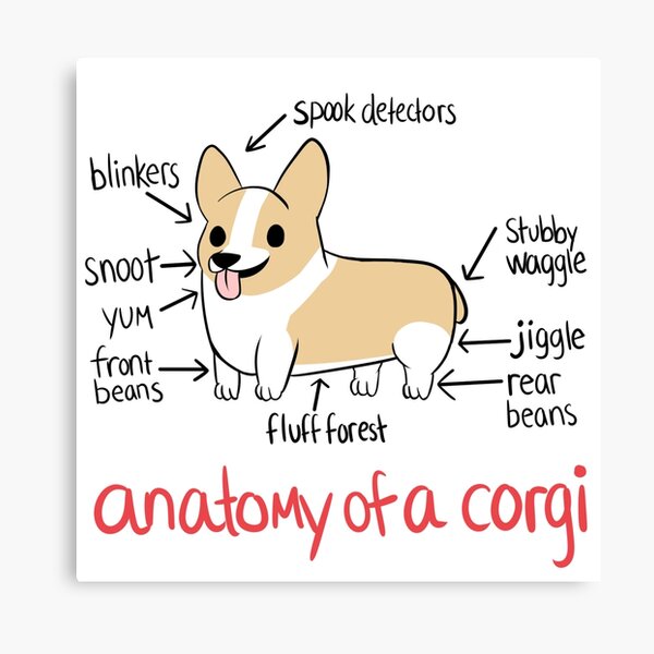 Anatomía de un Corgi Lienzo