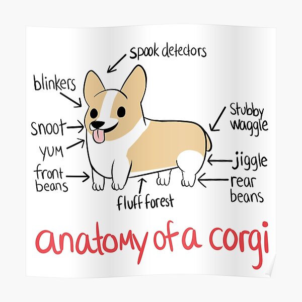 Anatomía de un Corgi Póster