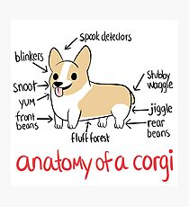 Anatomy of a Corgi Photographic Print
