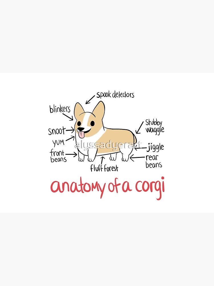 Anatomy of a Corgi by alyssadyerart
