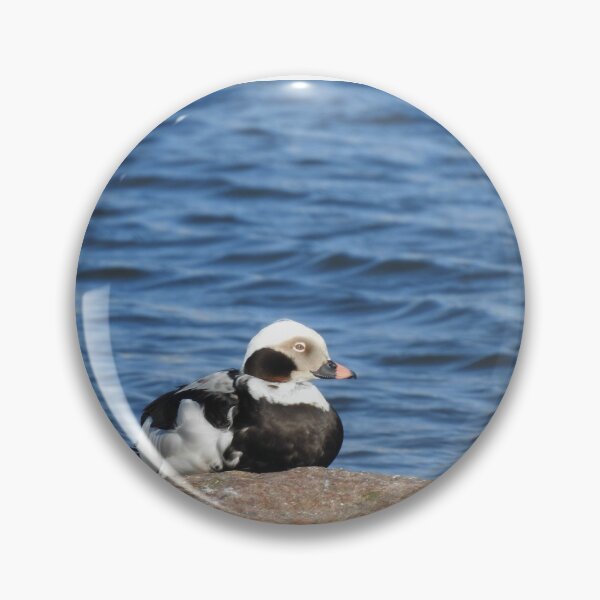 Item preview, The long-tailed duck (Clangula hyemalis) designed and sold by Sintija Valucka.